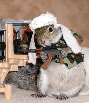 sugarbushsquirrel_binladen.jpg