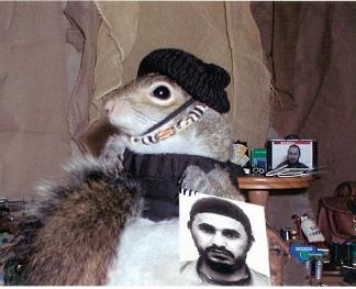 sugarbushsquirrel_zarqawi.jpg