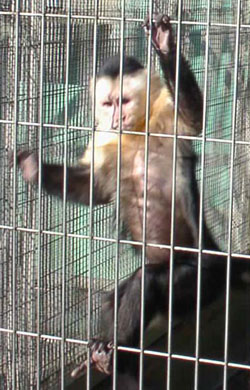 capuchin.jpg