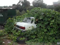 Kudzu Swallows A Car