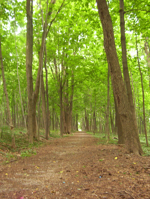 Fonthill Castle Forest