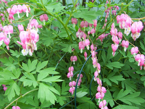 bleeding-hearts-2.jpg