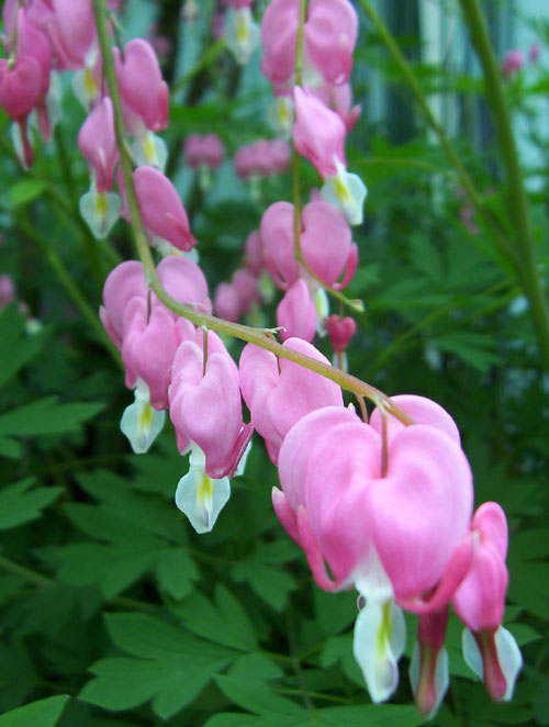 bleeding-hearts.jpg