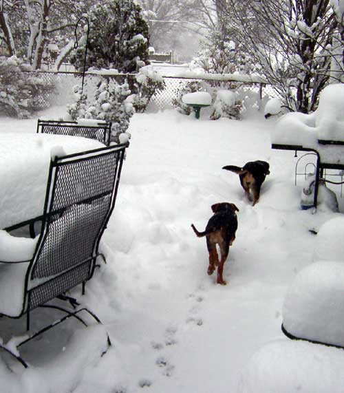 Follow the leader - Dogs in the snow