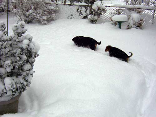 Follow the leader - Dogs in the snow