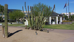 bolin-park-cactus.jpg