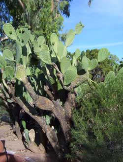 cactus-250.jpg